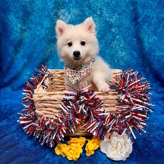 American Eskimo Dog DOG Male White 3870 Petland Pensacola, Florida