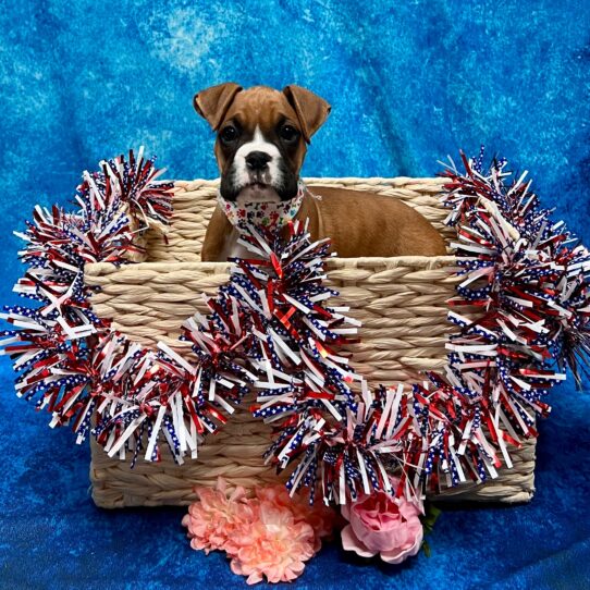 Boxer DOG Female Fawn 3871 Petland Pensacola, Florida