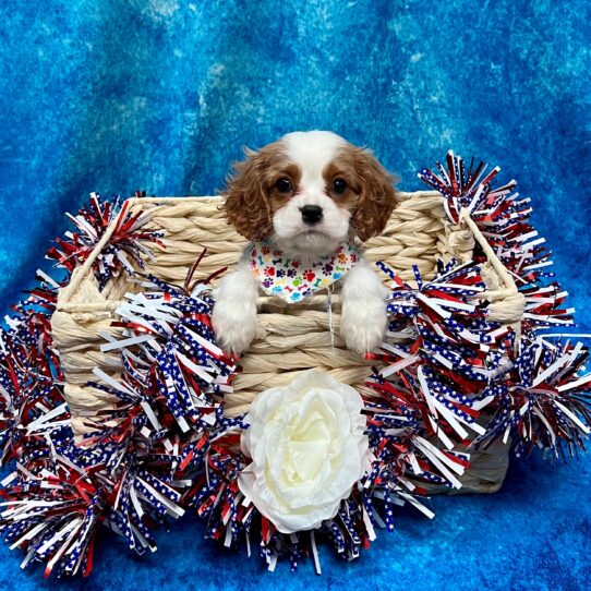 Cavalier King Charles Spaniel DOG Male Blenheim / White 3872 Petland Pensacola, Florida