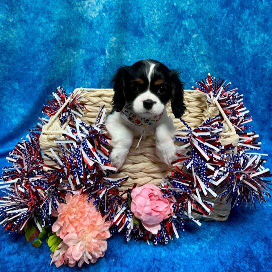 Cavalier King Charles Spaniel DOG Female White Black / Tan 3873 Petland Pensacola, Florida