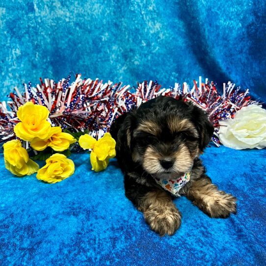 Yorkie-Poo DOG Male Black / Tan 3874 Petland Pensacola, Florida