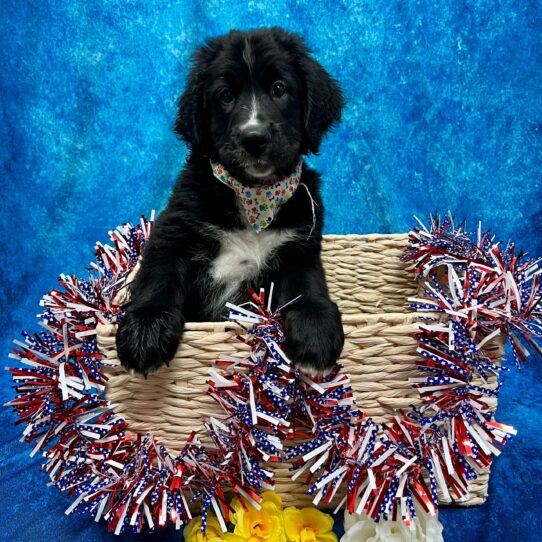 Bernedoodle-Bernese Mountain Dog DOG Male Black 3876 Petland Pensacola, Florida