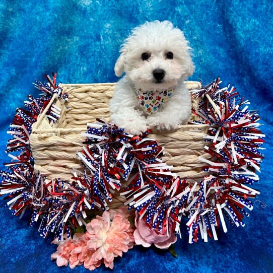 Bichon DOG Female White 3791 Petland Pensacola, Florida