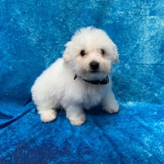 Bichon DOG Male White 616 Petland Pensacola, Florida