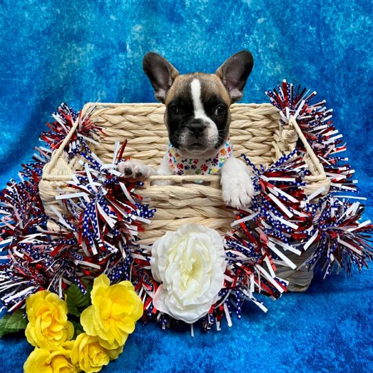 French Bulldog DOG Male Fawn Piebald 3889 Petland Pensacola, Florida