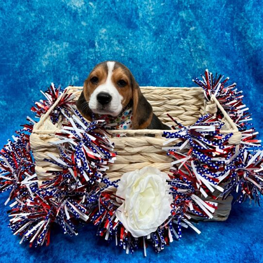 Beagle DOG Male Tri 3892 Petland Pensacola, Florida