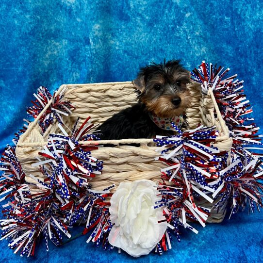 Silky Terrier DOG Male Black/Tan 3893 Petland Pensacola, Florida