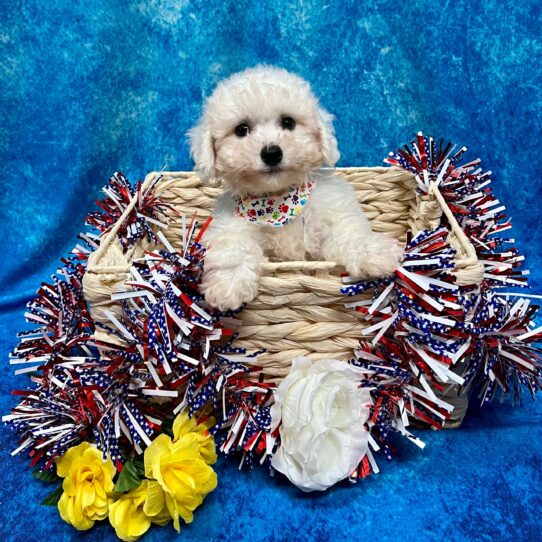 Bichon DOG Male White 3894 Petland Pensacola, Florida