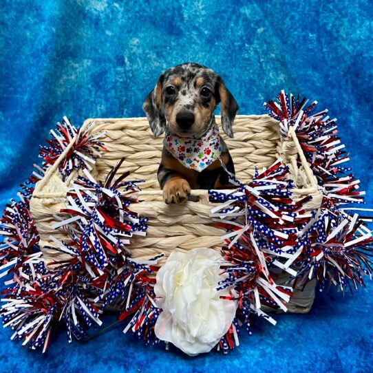 Dachshund DOG Male Blue/Tan 3895 Petland Pensacola, Florida