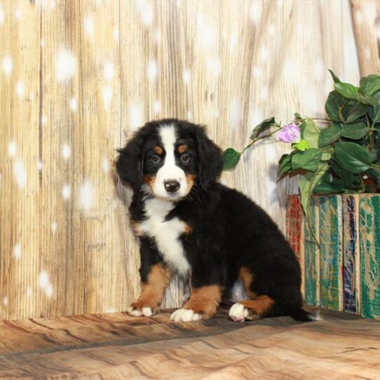 Bernese Mountain Dog DOG Female Black / Rust 3921 Petland Pensacola, Florida