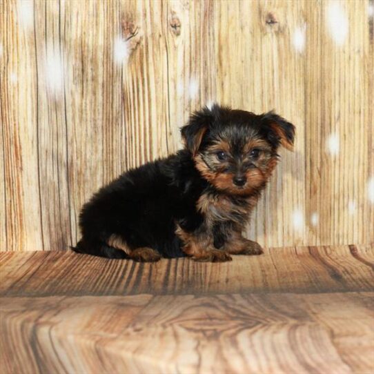 Yorkie DOG Male Black / Tan 3923 Petland Pensacola, Florida