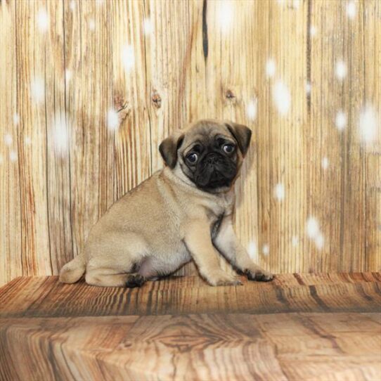 Pug DOG Male Fawn 3924 Petland Pensacola, Florida