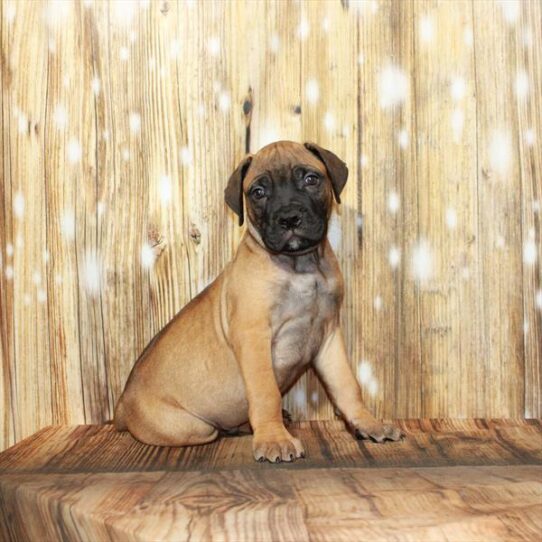 Bullmastiff DOG Male Fawn 3925 Petland Pensacola, Florida