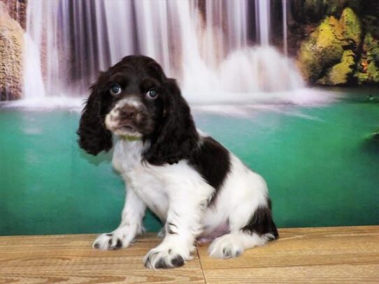 Cocker Spaniel DOG Male Chocolate / White 3926 Petland Pensacola, Florida