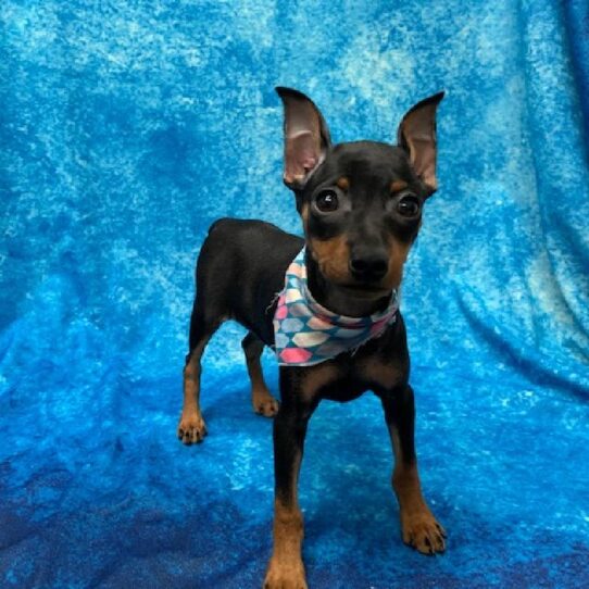 Miniature Pinscher DOG Female Black/Tan 626 Petland Pensacola, Florida