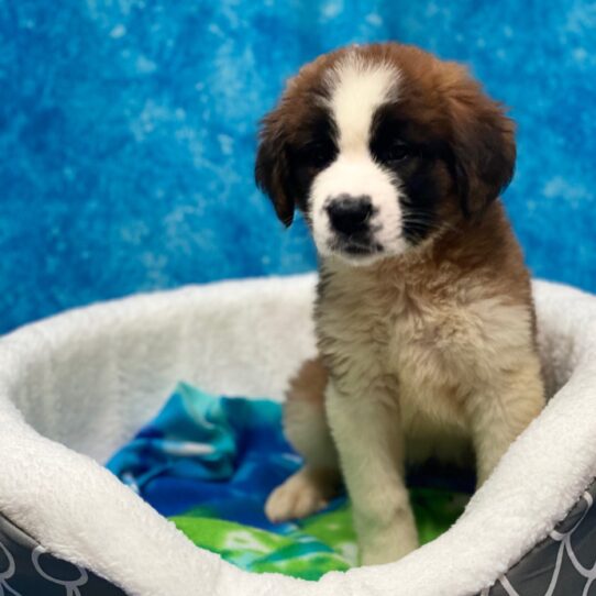 Saint Bernard-DOG-Female-Mahogany/White-3927-Petland Pensacola, Florida