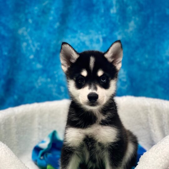 Pomsky DOG Male Black 3929 Petland Pensacola, Florida