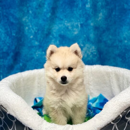 Pomsky DOG Male Red 3930 Petland Pensacola, Florida