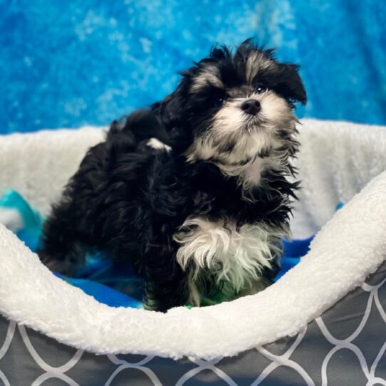 Havanese DOG Female Black/White 3931 Petland Pensacola, Florida