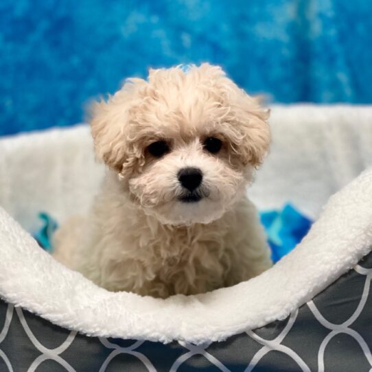 Bichon-Poodle DOG Female Cream 3932 Petland Pensacola, Florida