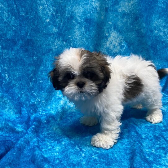 Lhasa Apso DOG Female Gold/White Parti 3933 Petland Pensacola, Florida