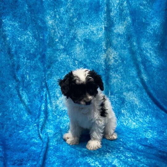 Papillon-Poodle DOG Male Black/White 3934 Petland Pensacola, Florida