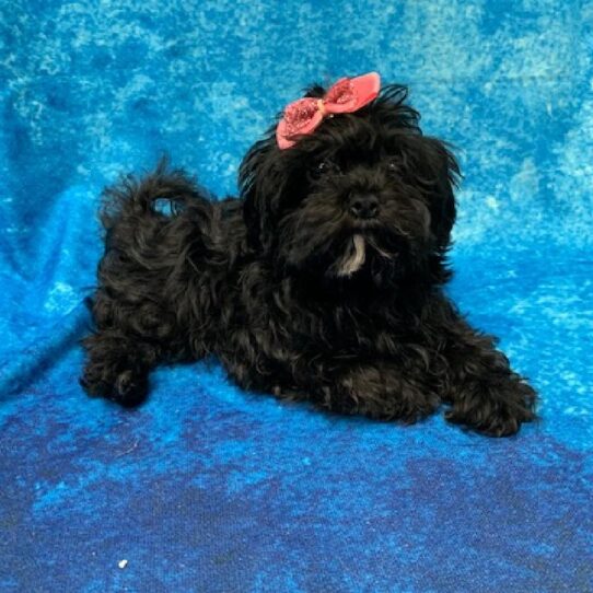 Shizapoo DOG Female Black 638 Petland Pensacola, Florida