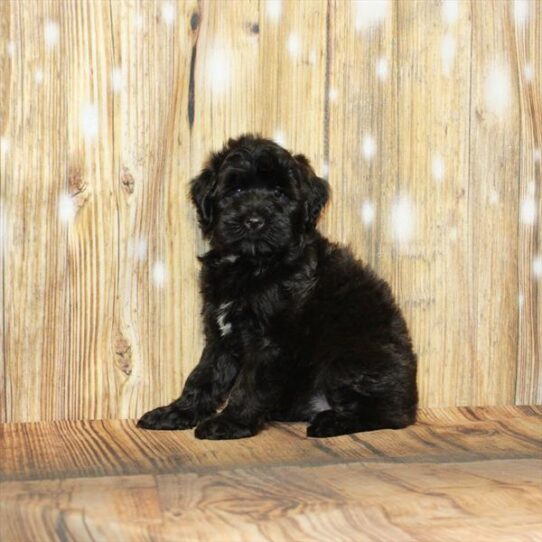 Miniature Whoodle-DOG-Female-Silver-3967-Petland Pensacola, Florida