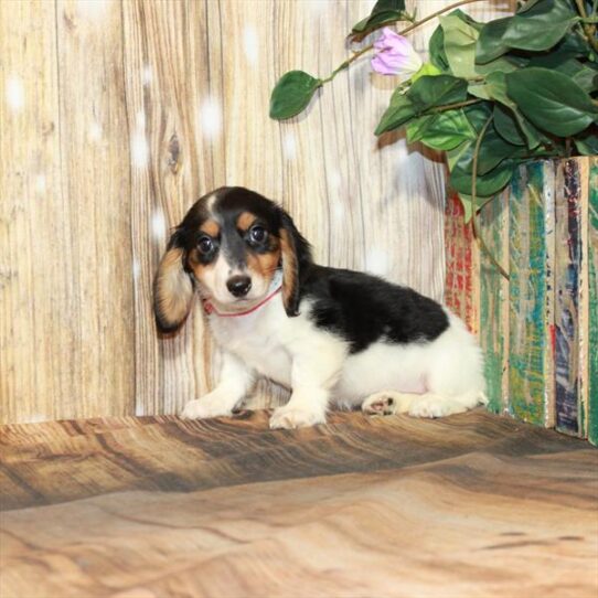 Dachshund DOG Female Black / Tan 3968 Petland Pensacola, Florida