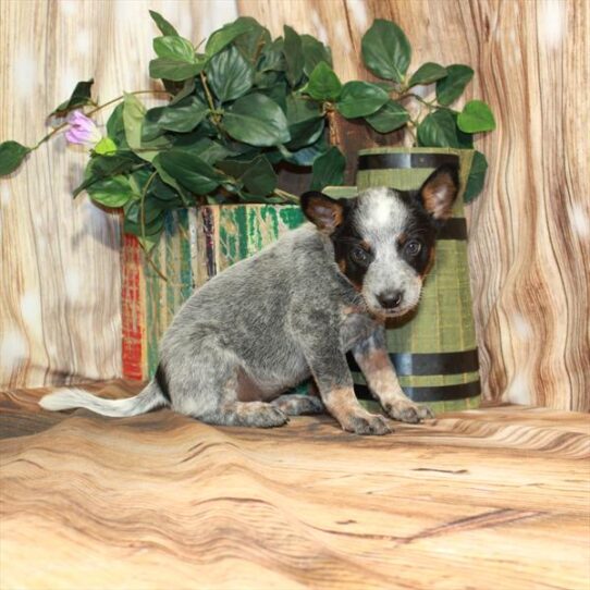 Australian Cattle Dog DOG Female Blue 3969 Petland Pensacola, Florida