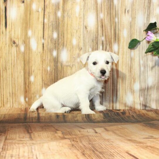 West Highland White Terrier DOG Male White 3970 Petland Pensacola, Florida