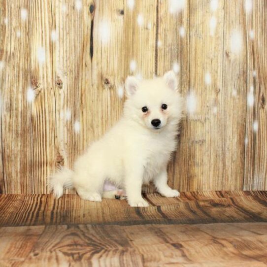 American Eskimo Dog DOG Male White 3971 Petland Pensacola, Florida