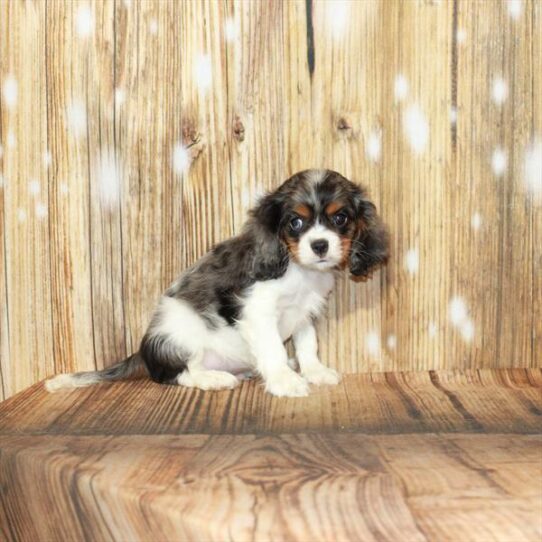 Cavalier King Charles Spaniel DOG Male White / Blue Merle 3972 Petland Pensacola, Florida