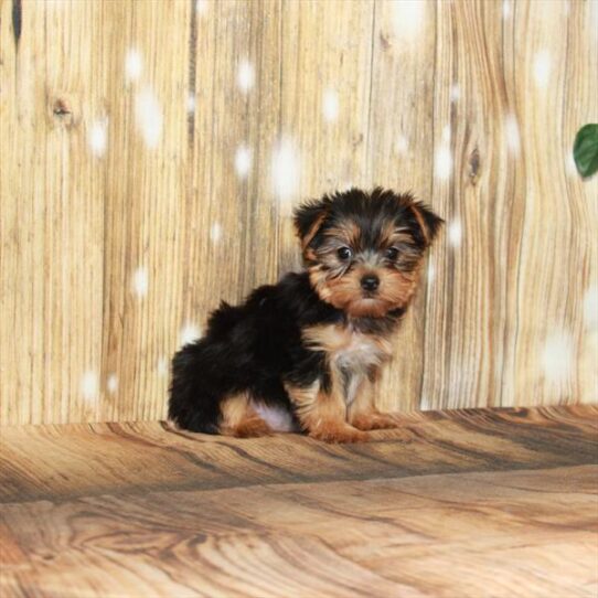 Yorkie DOG Female Black / Tan 3974 Petland Pensacola, Florida