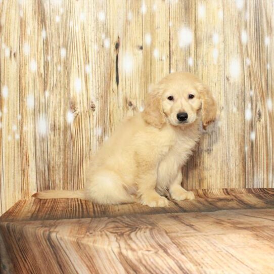 Golden Retriever DOG Male Golden 3975 Petland Pensacola, Florida