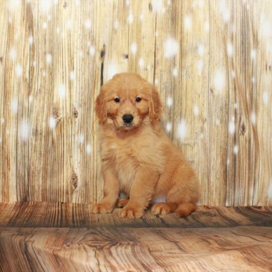 Golden Retriever DOG Female Dark Golden 3976 Petland Pensacola, Florida