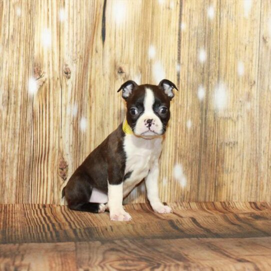 Boston Terrier DOG Female Black Brindle 3977 Petland Pensacola, Florida