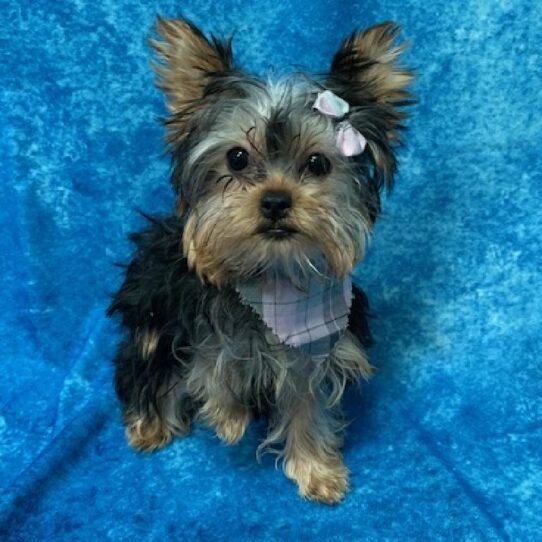 Yorkie DOG Female Black/Tan 586 Petland Pensacola, Florida