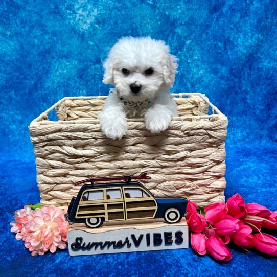 Bichon-DOG-Female-White-3980-Petland Pensacola, Florida