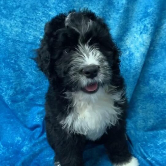 Bernedoodle DOG Female Black/White/Tan 714 Petland Pensacola, Florida