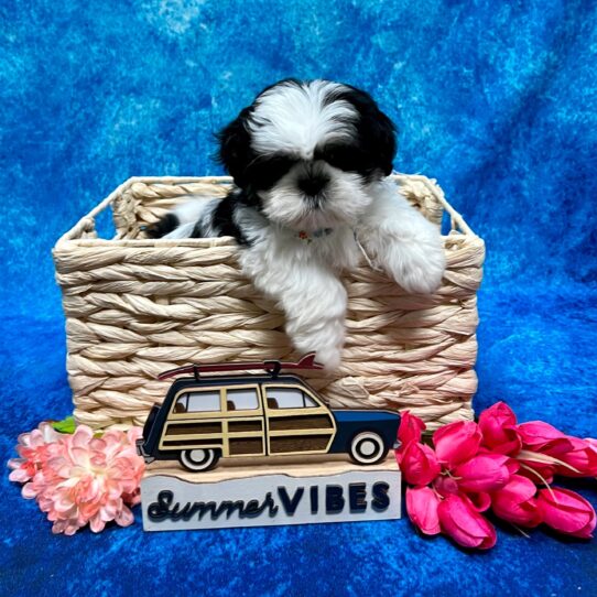 Shih Tzu DOG Female Black/White Parti 3982 Petland Pensacola, Florida