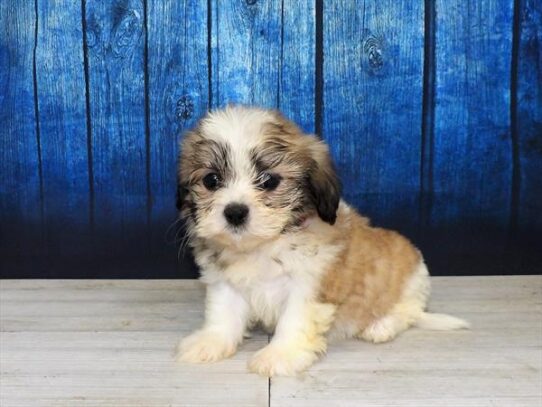 Teddy Bear DOG Male Gold / White 4008 Petland Pensacola, Florida