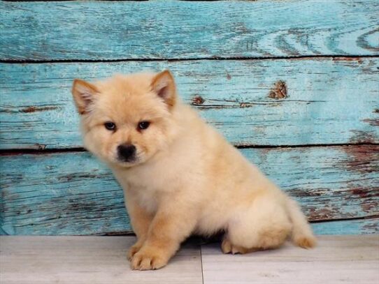 Chow Chow DOG Male Cream 4009 Petland Pensacola, Florida