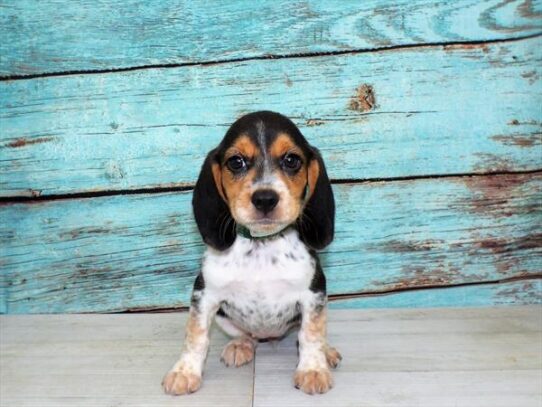 Beagle DOG Female Black Tan / White 4010 Petland Pensacola, Florida