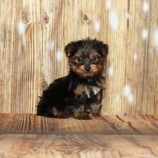 Yorkie DOG Male Black / Tan 4011 Petland Pensacola, Florida