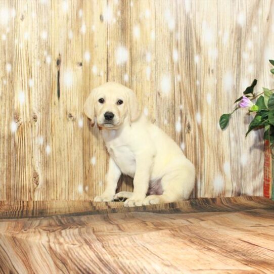 Labrador Retriever DOG Male Yellow 4012 Petland Pensacola, Florida