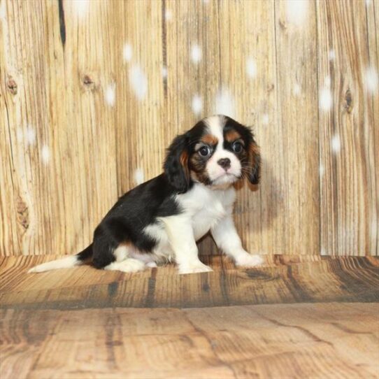 Cavalier King Charles Spaniel DOG Male Black White / Tan 4013 Petland Pensacola, Florida