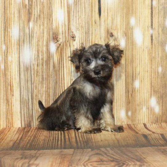 Mini Schnauzer DOG Male Salt / Pepper 4014 Petland Pensacola, Florida