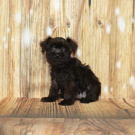 Mini Schnauzer DOG Female Black 4015 Petland Pensacola, Florida