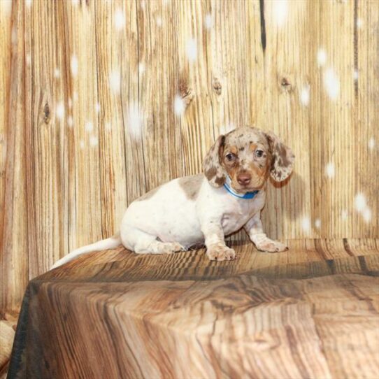 Dachshund DOG Male Chocolate / Tan 4016 Petland Pensacola, Florida